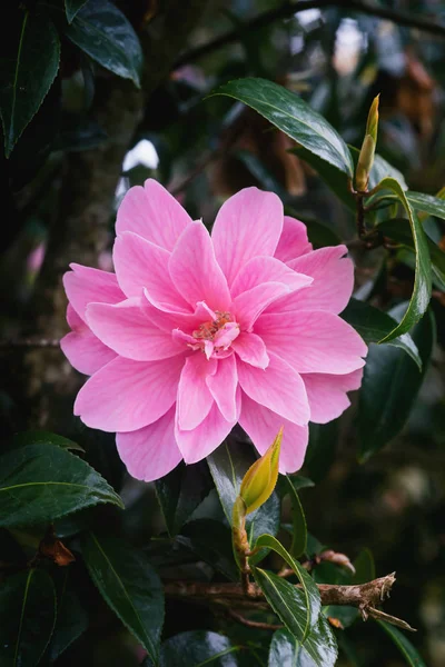 Rózsaszín Camellia Blossom Levelei Tavasszal Közelről — Stock Fotó