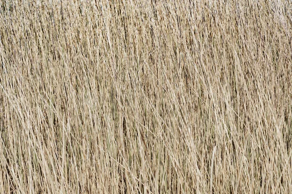Old Grass Spring Background — Stock Photo, Image