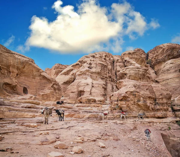 Burros Una Antigua Ciudad Rocosa Abandonada Petra Jordania Petra Una — Foto de Stock