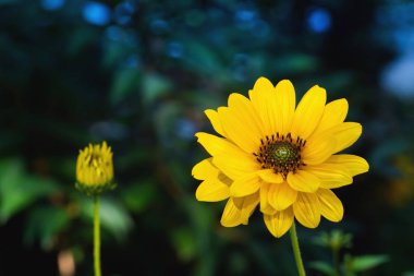 Arnica çiçek çiçek içinde karanlık bir arka plan. yakın çekim.