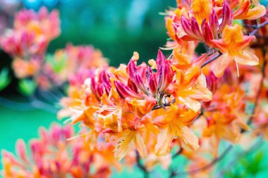 Baharda çiçek açan açelya bitki