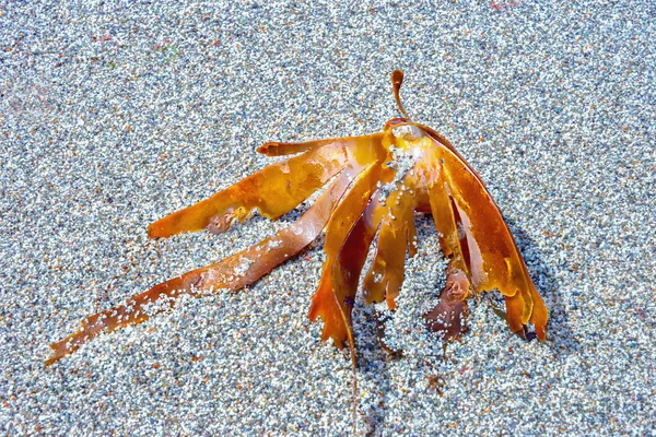 Seaweed on a small gravel on the beach — Stock Photo, Image