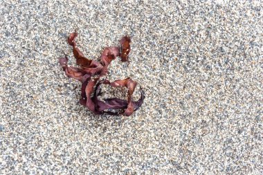 Küçük bir çakıl plaj üzerinde deniz yosunu