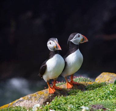 Saltee Isla güneşli bir günde bir kaya üzerinde iki puffins yakın görünümü