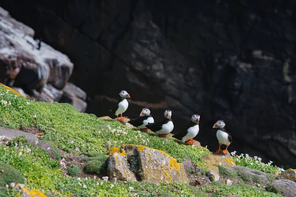 Cinco frailecillos en una roca en un día soleado en las Islas Saltee —  Fotos de Stock