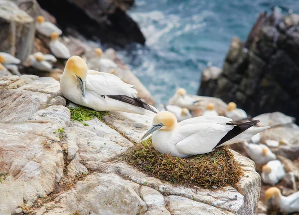 Par de pájaros Nothe Gannets en una roca en las Islas Saltee —  Fotos de Stock