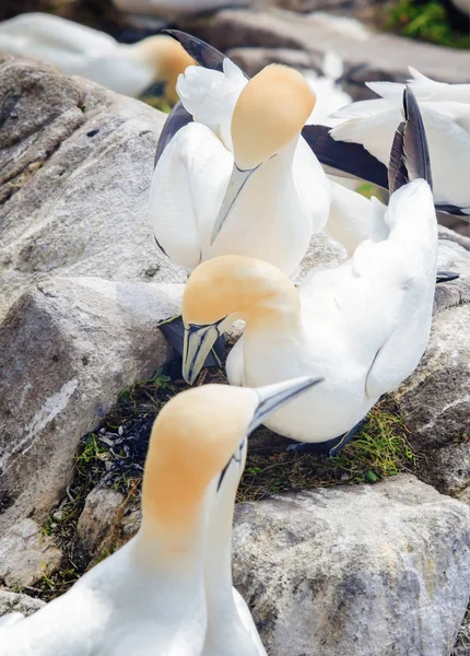 Pájaros Nothe Gannets en las rocas en las Islas Saltee —  Fotos de Stock