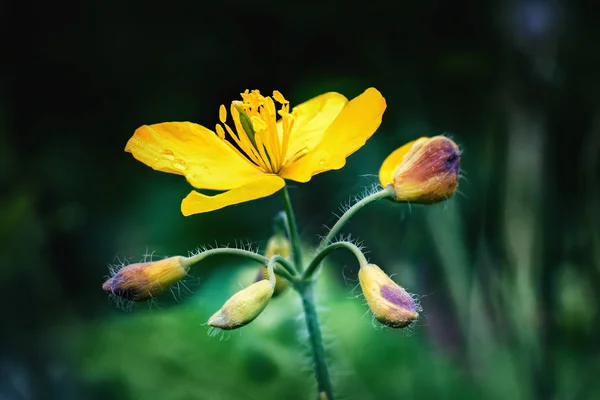 Flor de celidonia y brotes en primavera — Foto de Stock