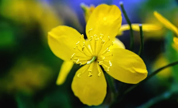 Flor de celidonia amarilla en primavera — Foto de Stock