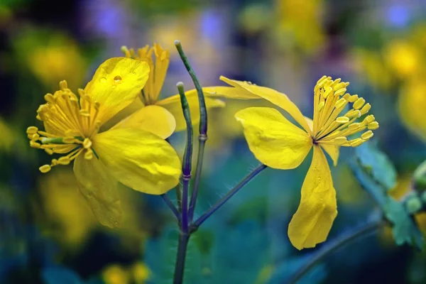 Yellow Celandine  blossoms in spring — 스톡 사진