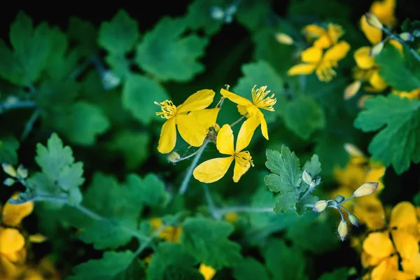 Žluté květy celandinu na jaře — Stock fotografie