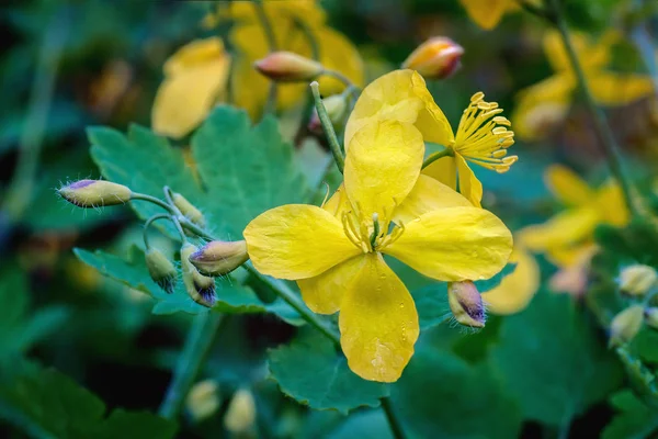 Celidonia amarilla florece en primavera — Foto de Stock