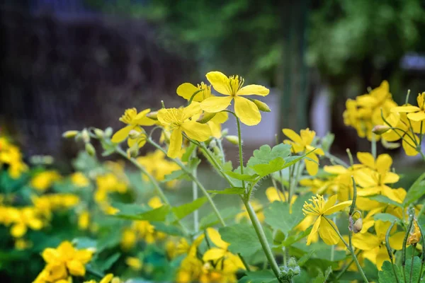 Celidonia amarilla florece en primavera —  Fotos de Stock