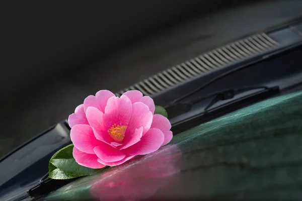 Flor de árbol Camellia detrás del limpiaparabrisas del coche — Foto de Stock