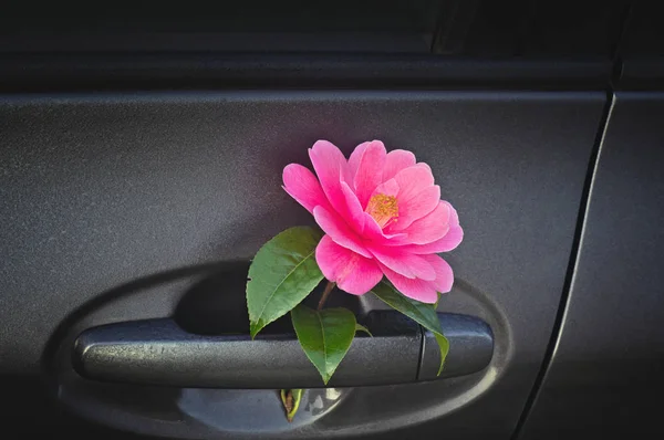 Flor de árbol Camellia detrás de la manija de la puerta del coche —  Fotos de Stock