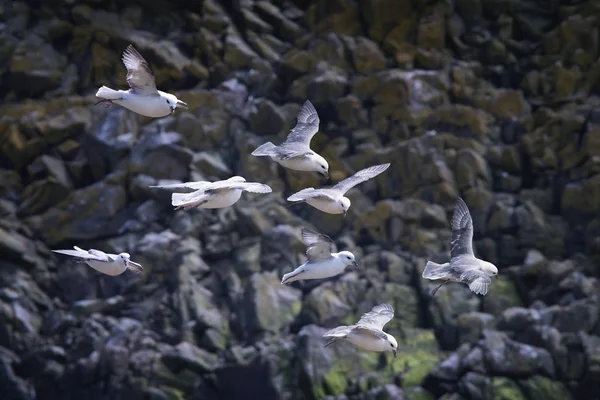 Aves marinas en vuelo sobre las rocas —  Fotos de Stock