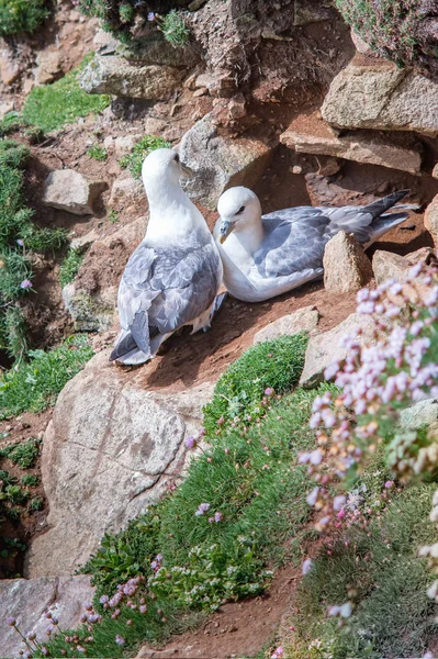 Zwei Fulmars auf Felsen in Salteinseln — Stockfoto