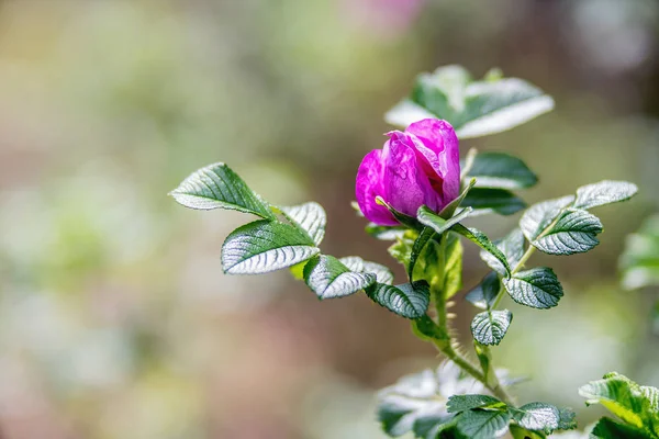 Różowy kwiat Rosehip w słoneczny dzień wiosną — Zdjęcie stockowe