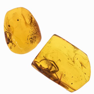 Böcekler inklüet ile kehribar parçası