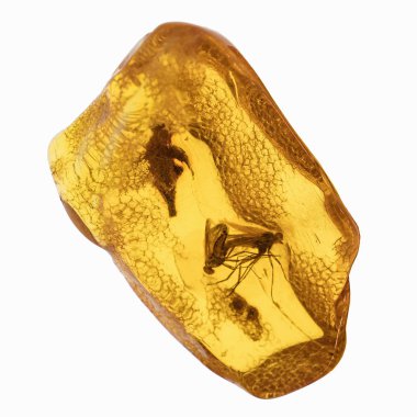 Böcekler inklüet ile kehribar parçası