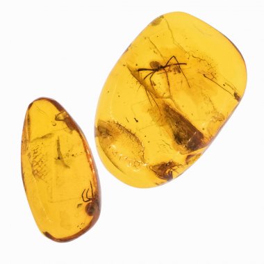 Piece of amber with insects inclusions clipart