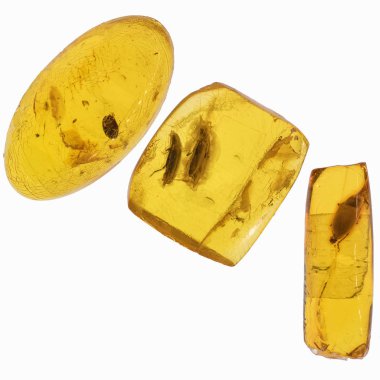 Böcekler inklüet ile kehribar parçası