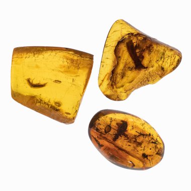 Böcekler inklüet ile kehribar parçası