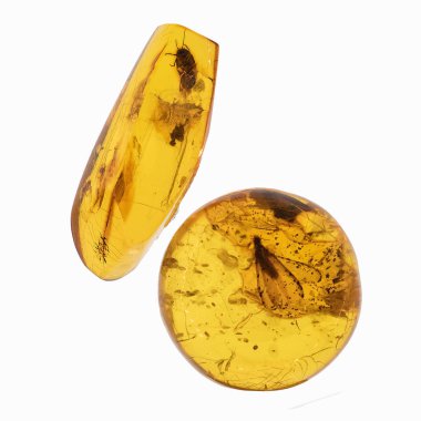 Piece of amber with insects inclusions clipart