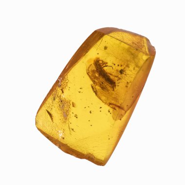 Böcekler inklüet ile kehribar parçası