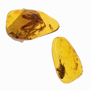 Böcekler inklüet ile kehribar parçası