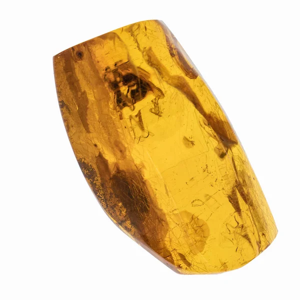 Böcekler inklüet ile kehribar parçası