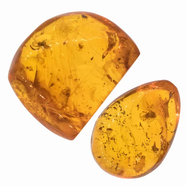 Böcekler inklüet ile kehribar parçası