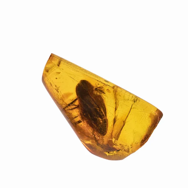 Кусок янтаря с включениями насекомых — стоковое фото