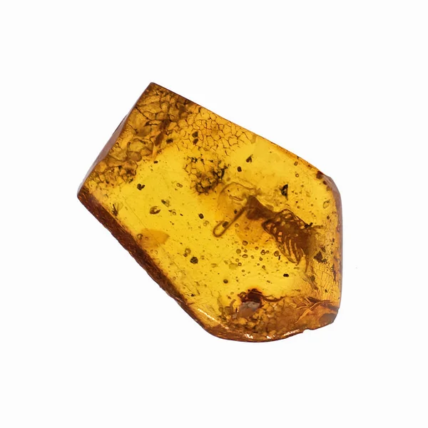 Böcekler inklüet ile kehribar parçası