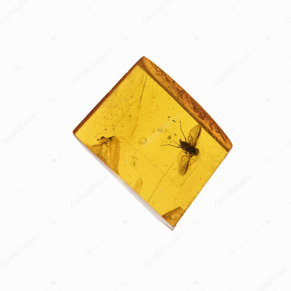 Piece of amber with insects inclusions