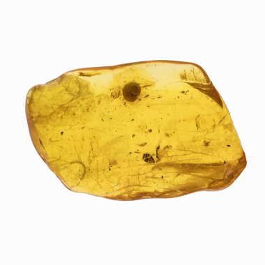 Böcekler inklüet ile kehribar parçası