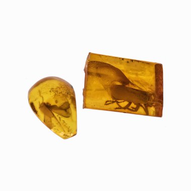 Böcekler inklüet ile kehribar parçası