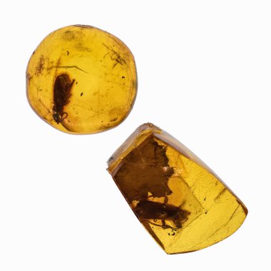 Böcekler inklüet ile kehribar parçası