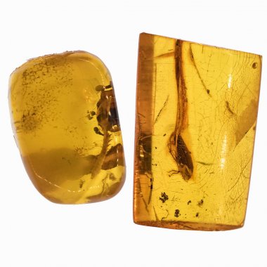 Piece of amber with insects inclusions clipart