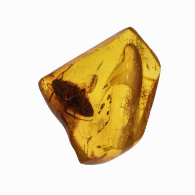 Böcekler inklüet ile kehribar parçası