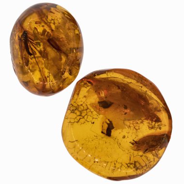 Böcekler inklüet ile kehribar parçası