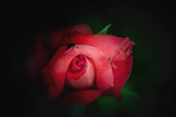 Flor de rosa vermelha com inseto em um fundo escuro — Fotografia de Stock