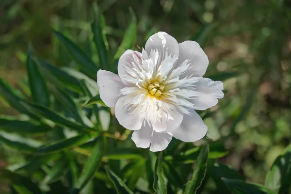 Floraison hâtive de pivoine blanche — Photo