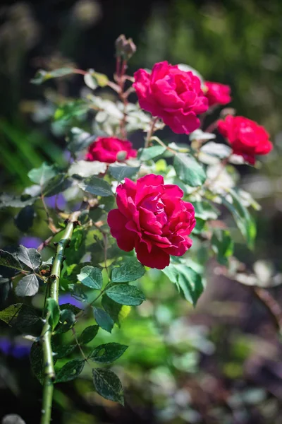 Rosarote Rosenblüten im Frühsommer — Stockfoto