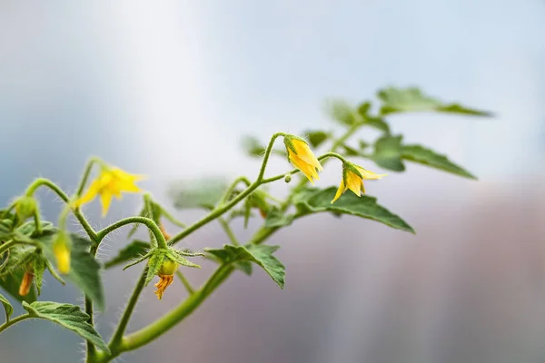 Tomato's branch with yellow blossoms and small unripe fruit — Stock Photo, Image