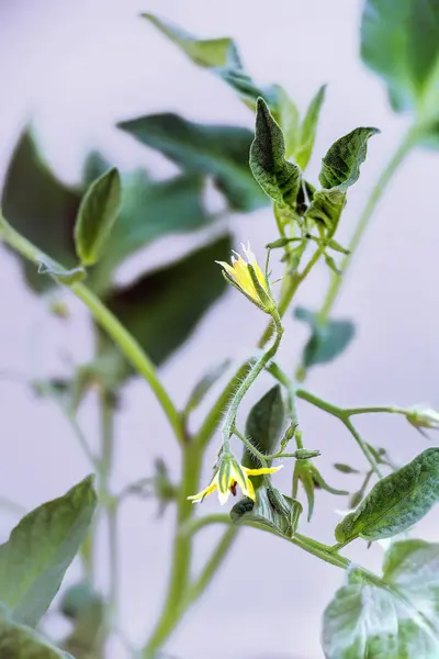 Tomaten tak met gele bloesem — Stockfoto