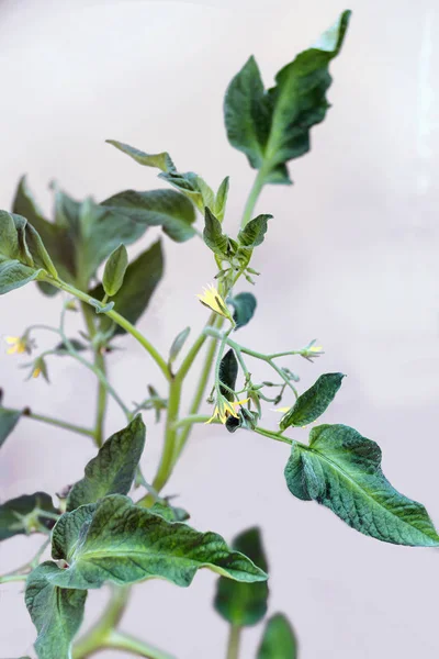 Tomato's branch with yellow blossoms — Stock Photo, Image