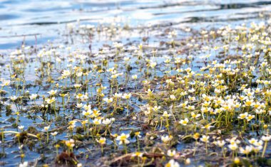 Water Crowfoot plant is blooming on sunny day clipart