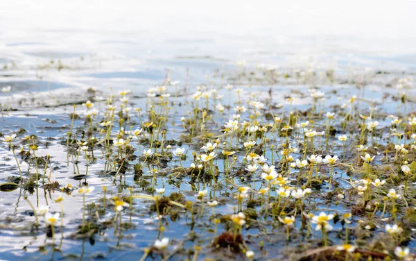 Watercrowfoot plant bloeit op zonnige dag — Stockfoto