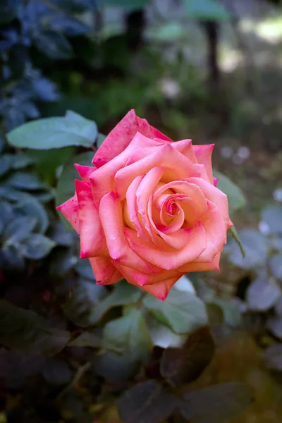 Pink  rose blossom in summer — Stock Photo, Image